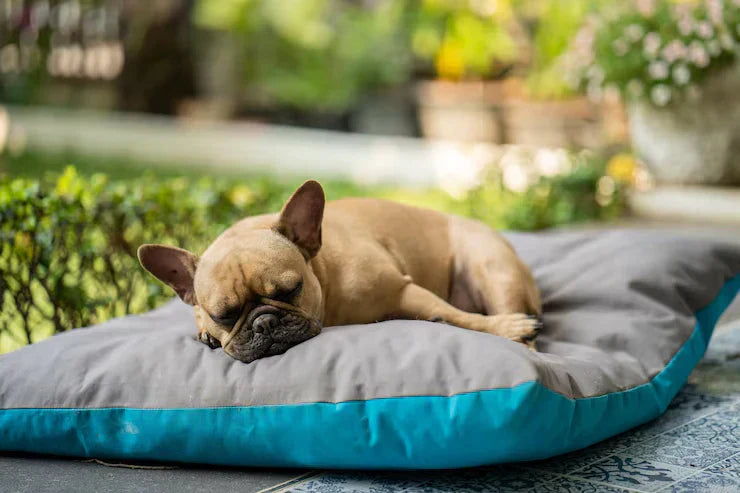 Comment laver un gros coussin pour chien ? Le guide complet